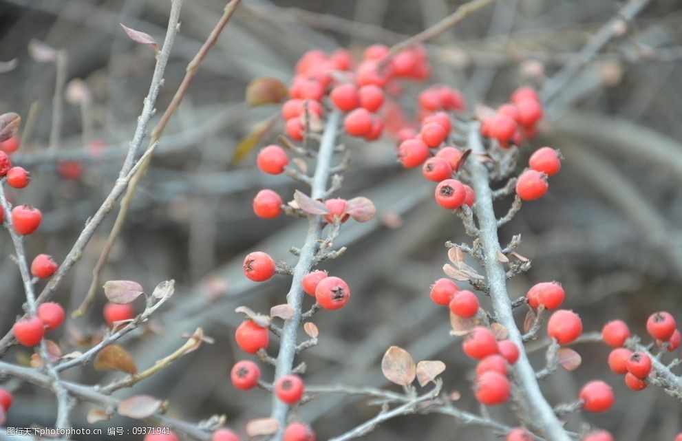 设计图库 生物世界 树木树叶 上传 2011-12-23 大小 5.