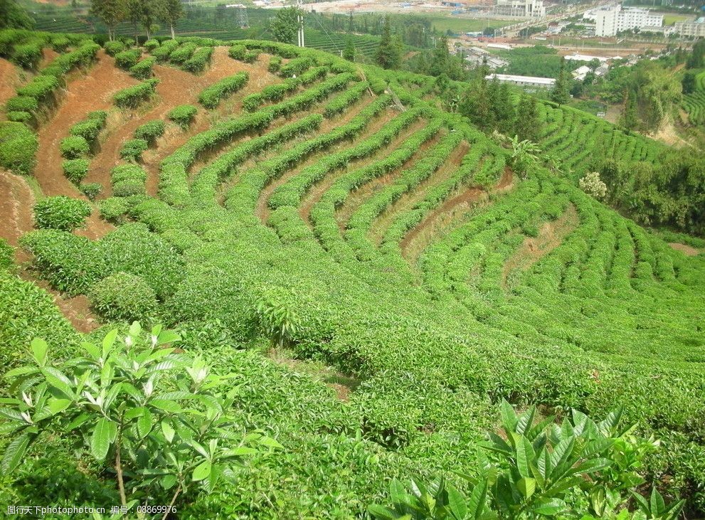 美丽茶山图片