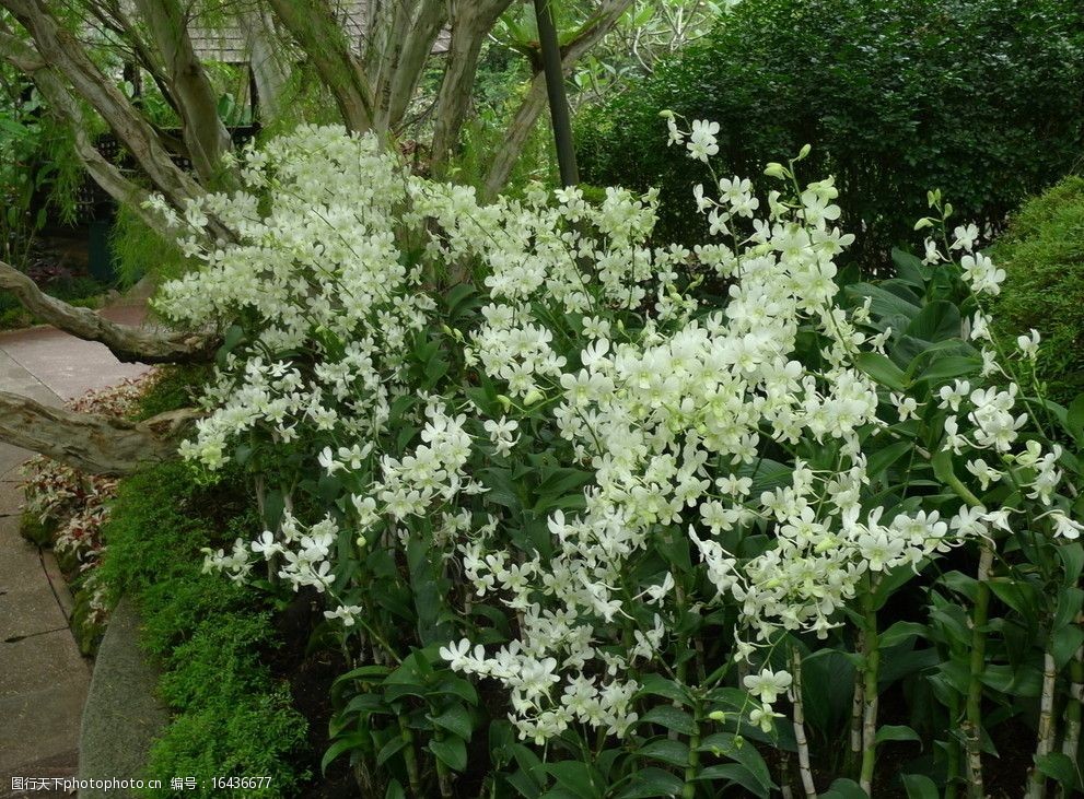 關鍵詞:芬芳白花 美景花卉 鮮花 白色 綠蔭 花叢 綠葉 花草 生物世界