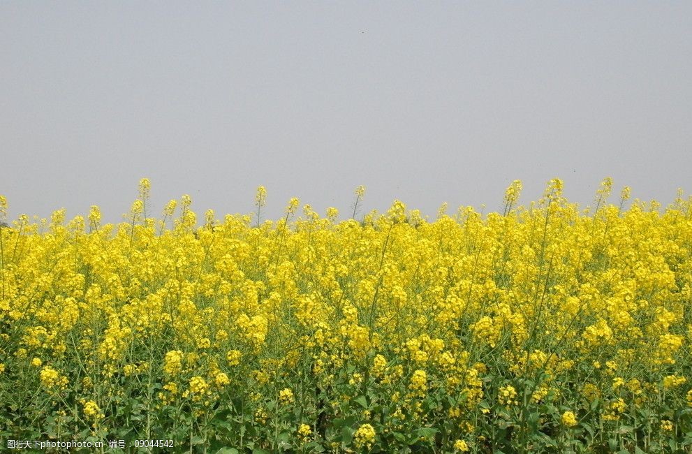 油菜花圖片