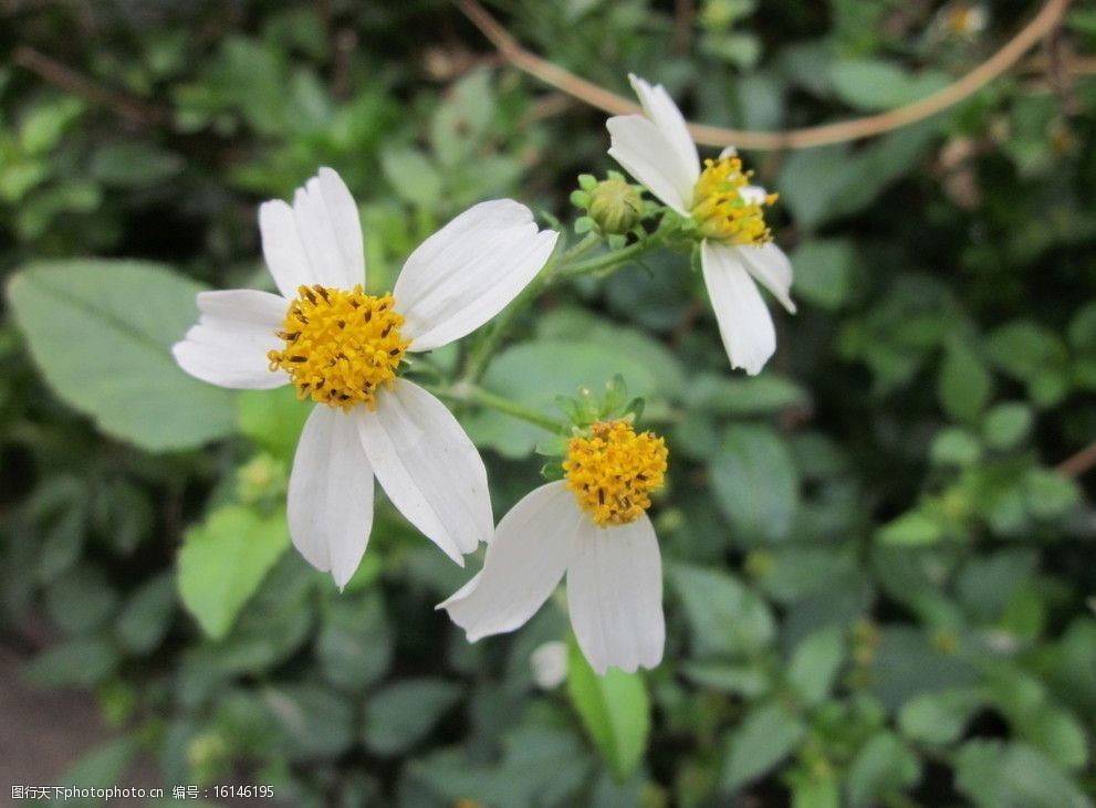 设计图库 生物世界 花草 上传 2012-1-10 大小 917.