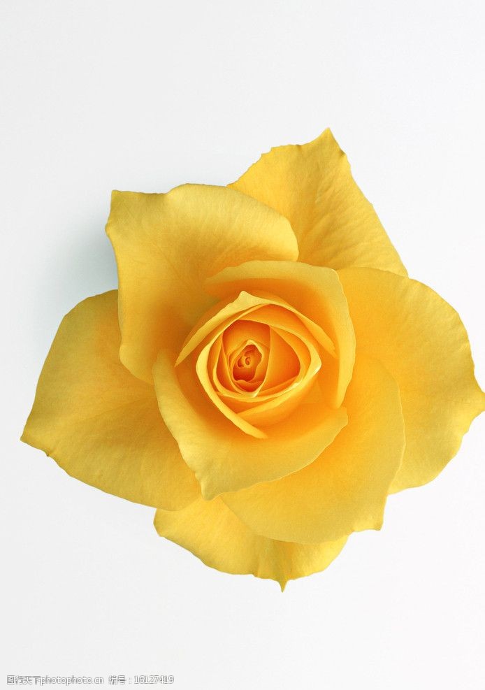 关键词:黄玫瑰带抠图路径 黄玫瑰花 鲜花 花卉 花草 生物世界 摄影
