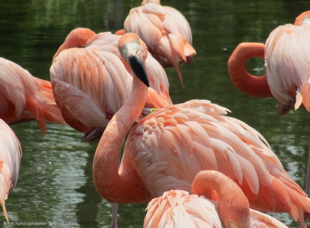 火烈鸟图片
