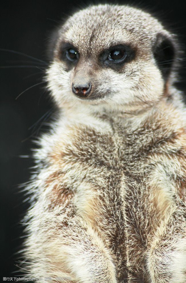 關鍵詞:小水獺 水塔 水獺 可愛 野生 動物 珍貴 野生動物 生物世界