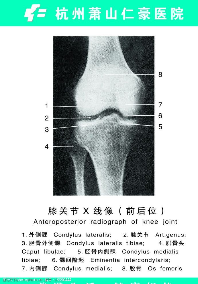 关键词:膝关节 医疗 解剖图 x线像 海报设计 广告设计模板 源文件 100
