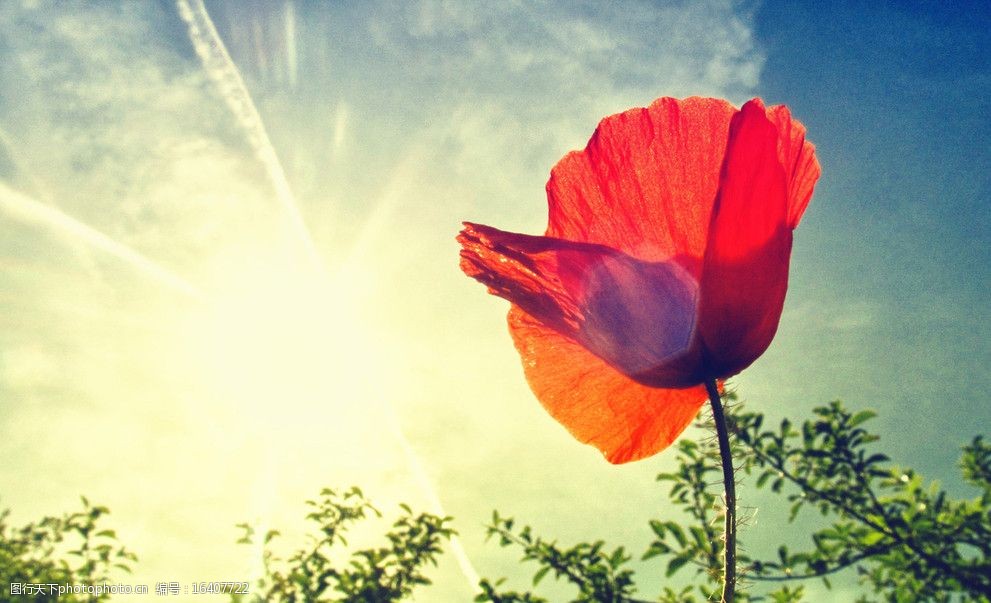 红花阳光图片