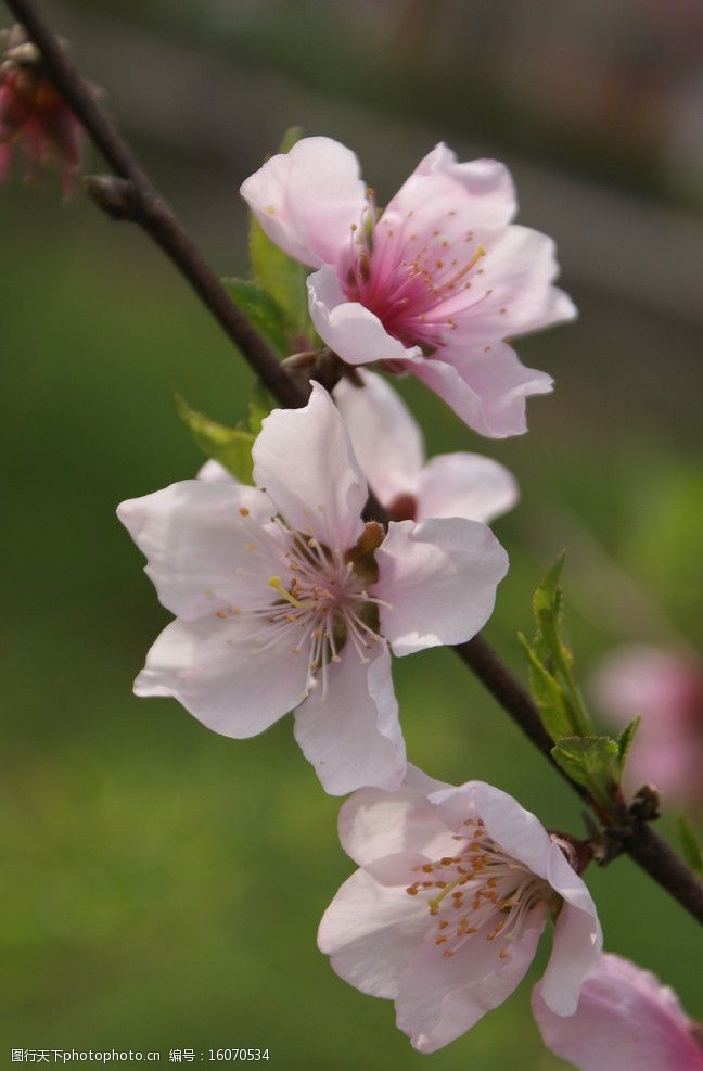 三月桃花開圖片