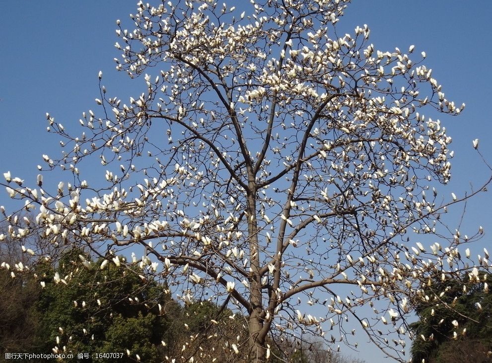 關鍵詞:春天的花非高清 花朵 白色 藍天 花樹 花草 生物世界 攝影 72