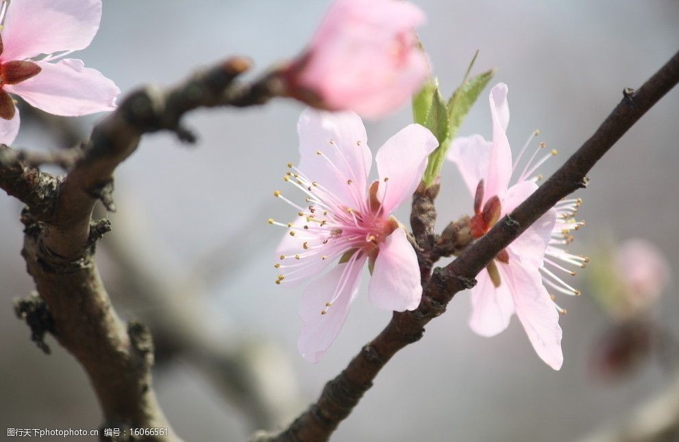 三月桃花圖片