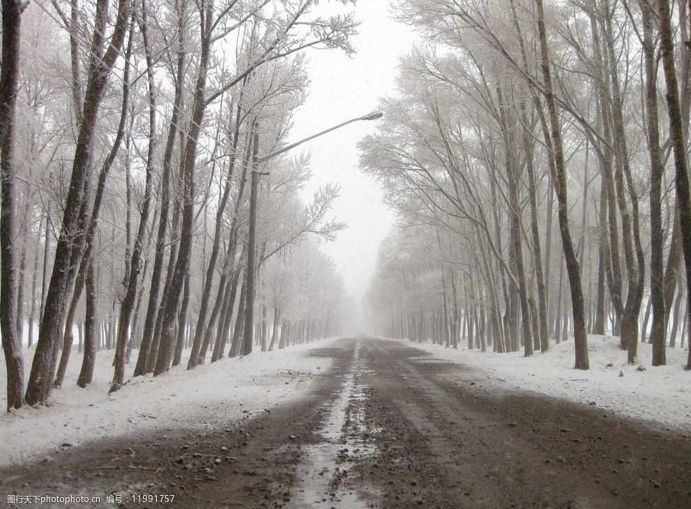 关键词:五月飞雪 道路 幽静 树荫 飞雪 小路 下雪 树林 田间 乡村