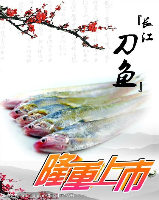 长江刀鱼图片