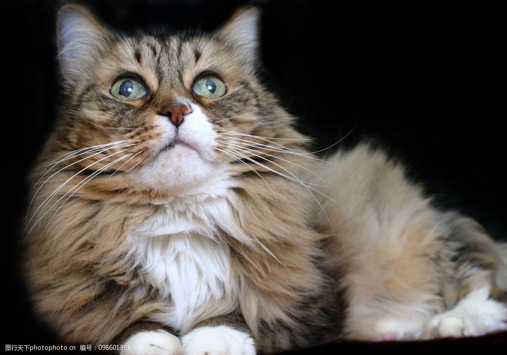 可爱小猫特写图片图片-图行天下图库