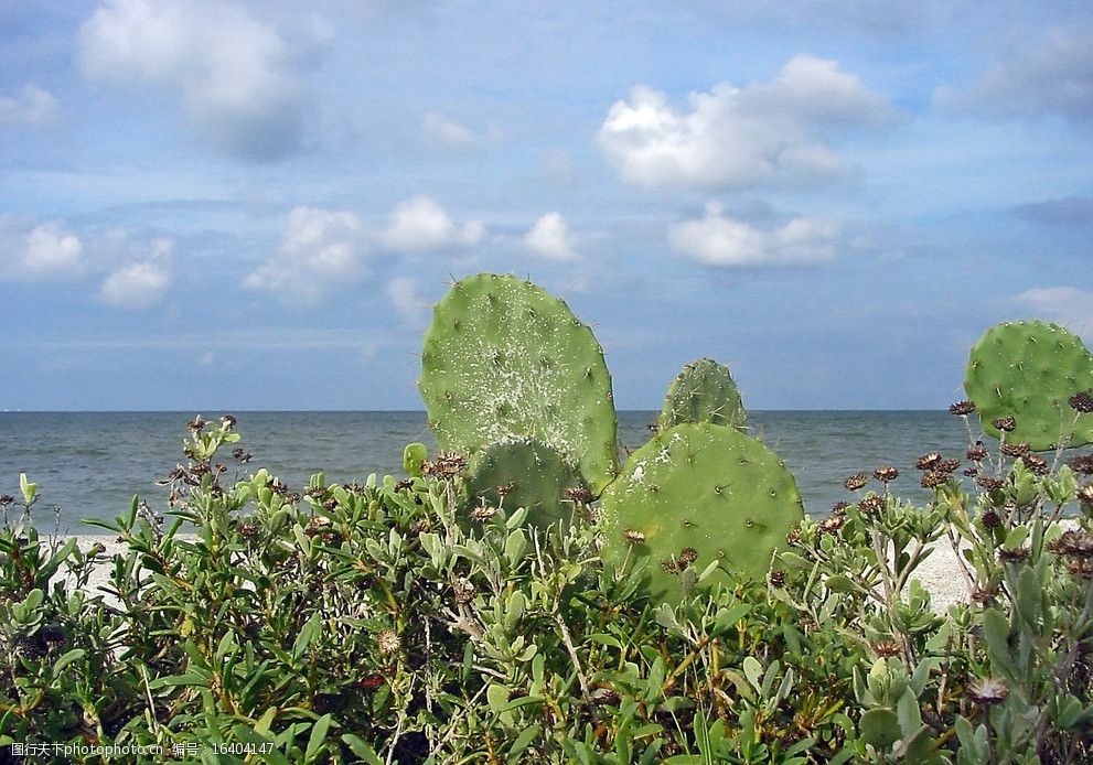 关键词:仙人掌特写 仙人掌 热带 植物 海边 大海 花朵 绿植 花草素材