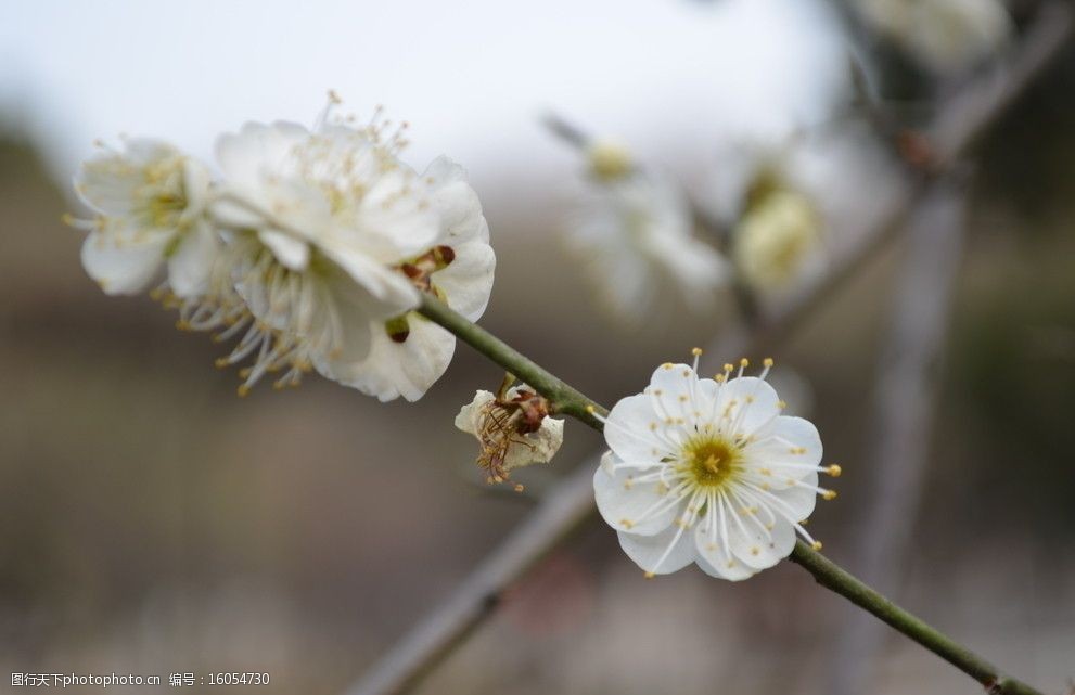 白梅花图片