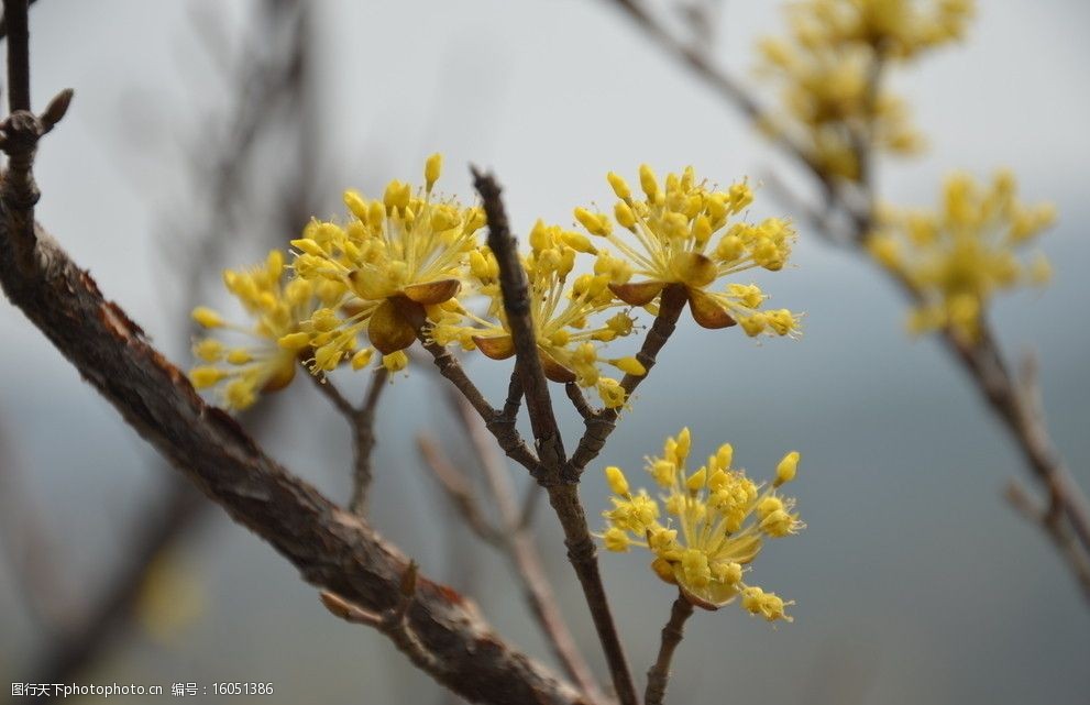 山茱萸圖片