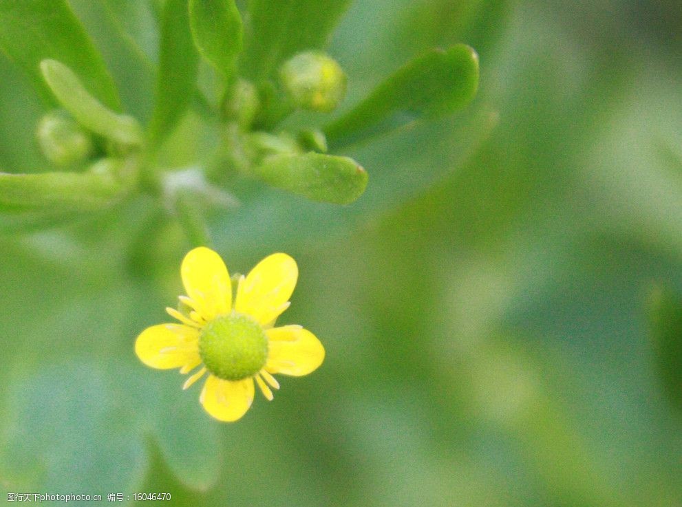 田野里的花图片