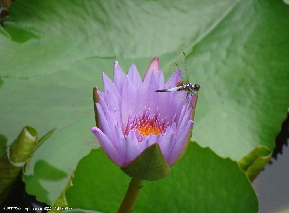 蓮花上的蜻蜒圖片