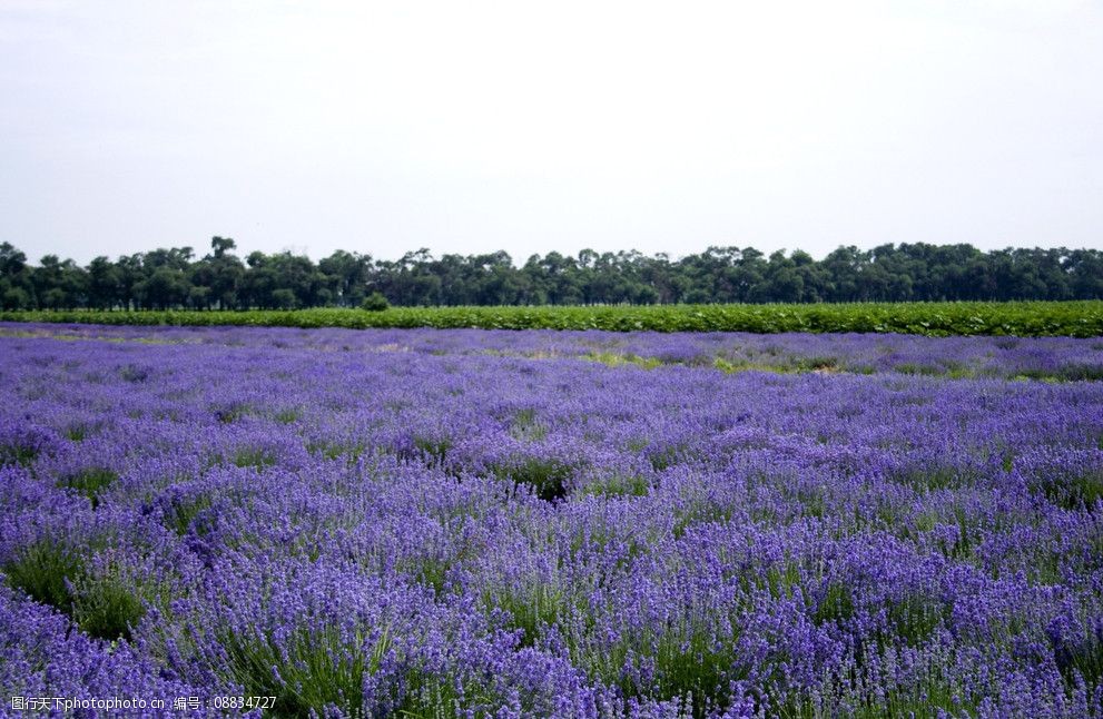 關鍵詞:薰衣草地 薰衣草 薰衣草種植 新疆薰衣草 田園風光 自然景觀