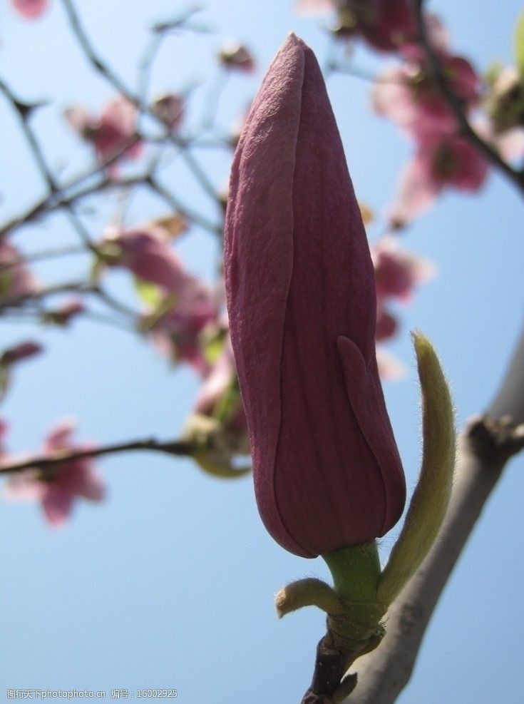 關鍵詞:辛夷花 玉蘭花 玉蘭花苞 藍天 百花爭豔 花草 生物世界 攝影