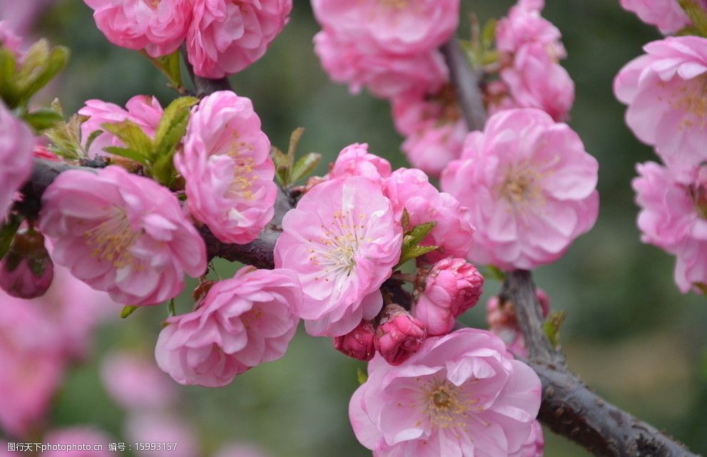 关键词:榆叶梅 花卉 榆梅 小桃红 花粉红色 重瓣 数朵 花卉系列 花草