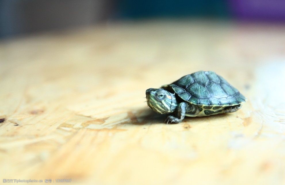 小乌龟图片真实 可爱图片