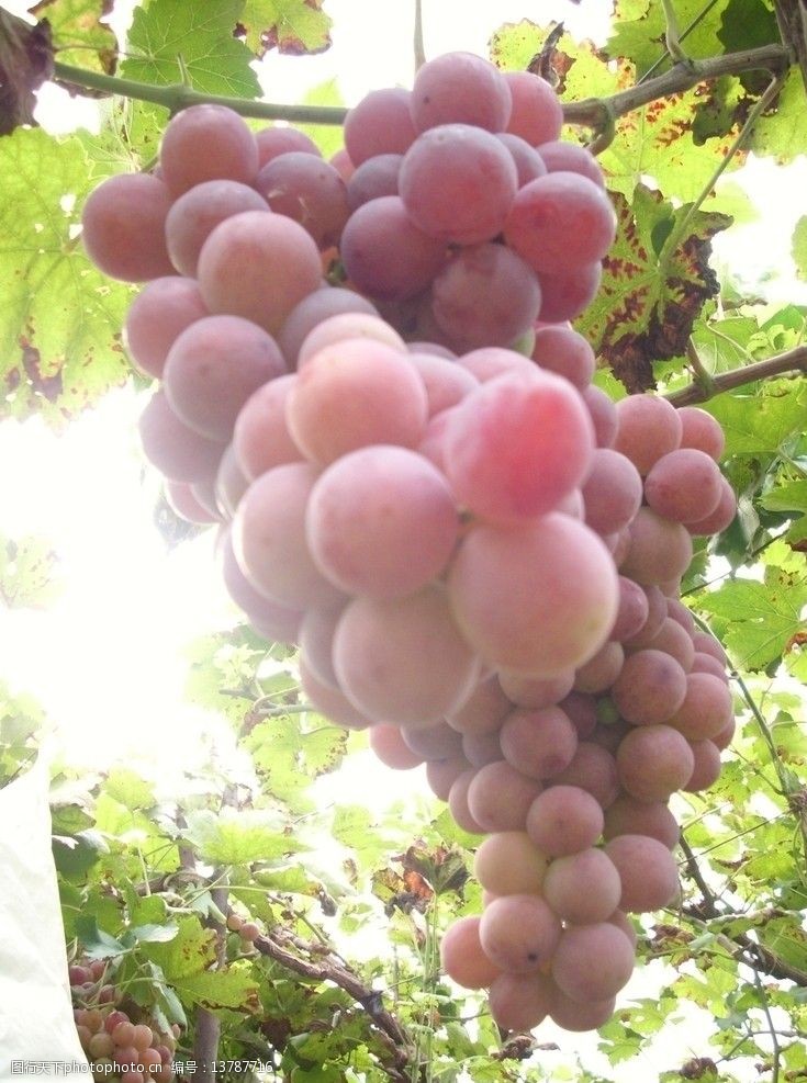 一串成熟的葡萄图片