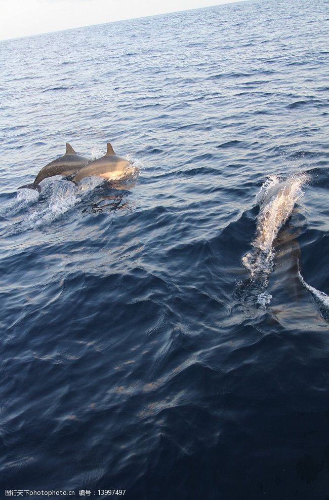 关键词:马尔代夫海豚 马尔代夫 海豚 大海 跳跃 动物摄影 海洋生物