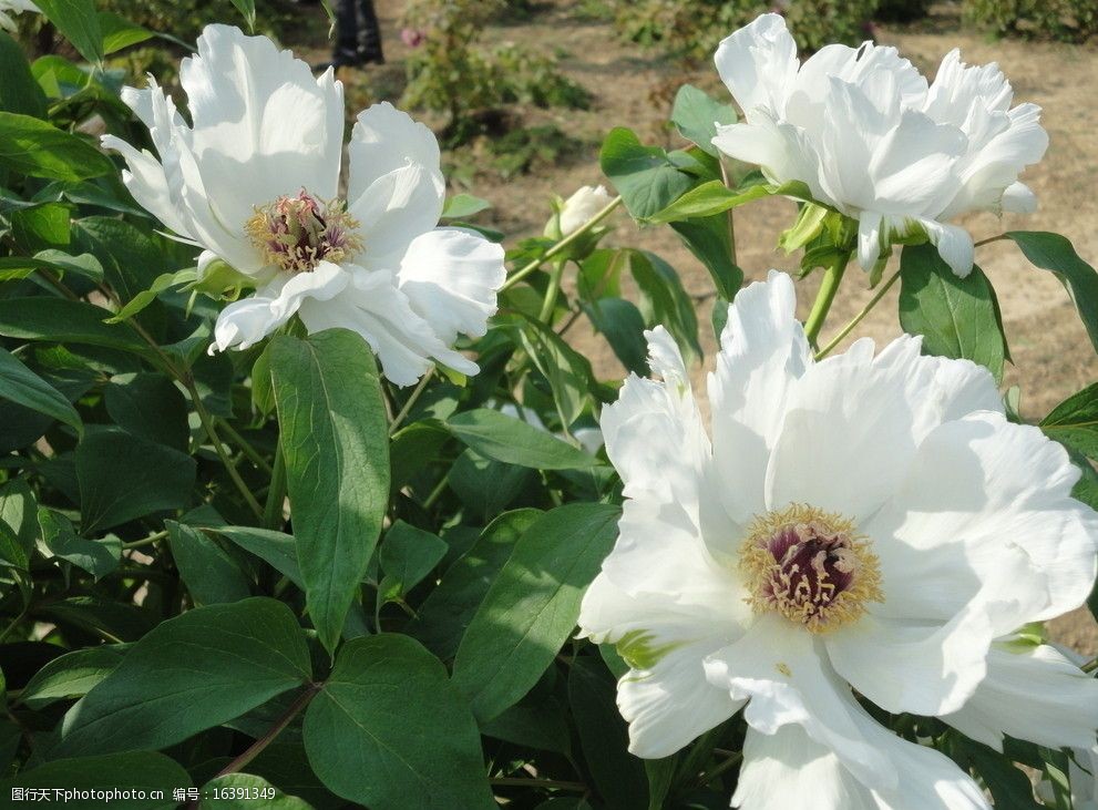 关键词:牡丹花 花 牡丹 白色牡丹花 植物 花草 生物世界 摄影 72dpi