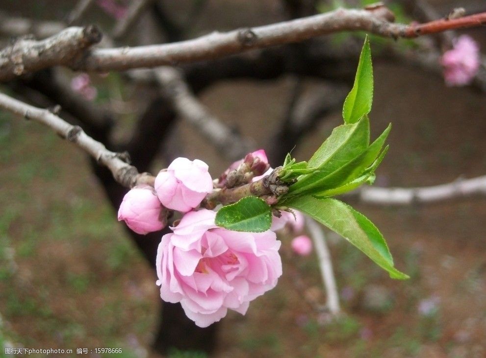 碧桃桃花绿叶树枝图片