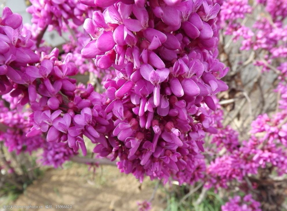 紫荆花的形状颜色特点图片