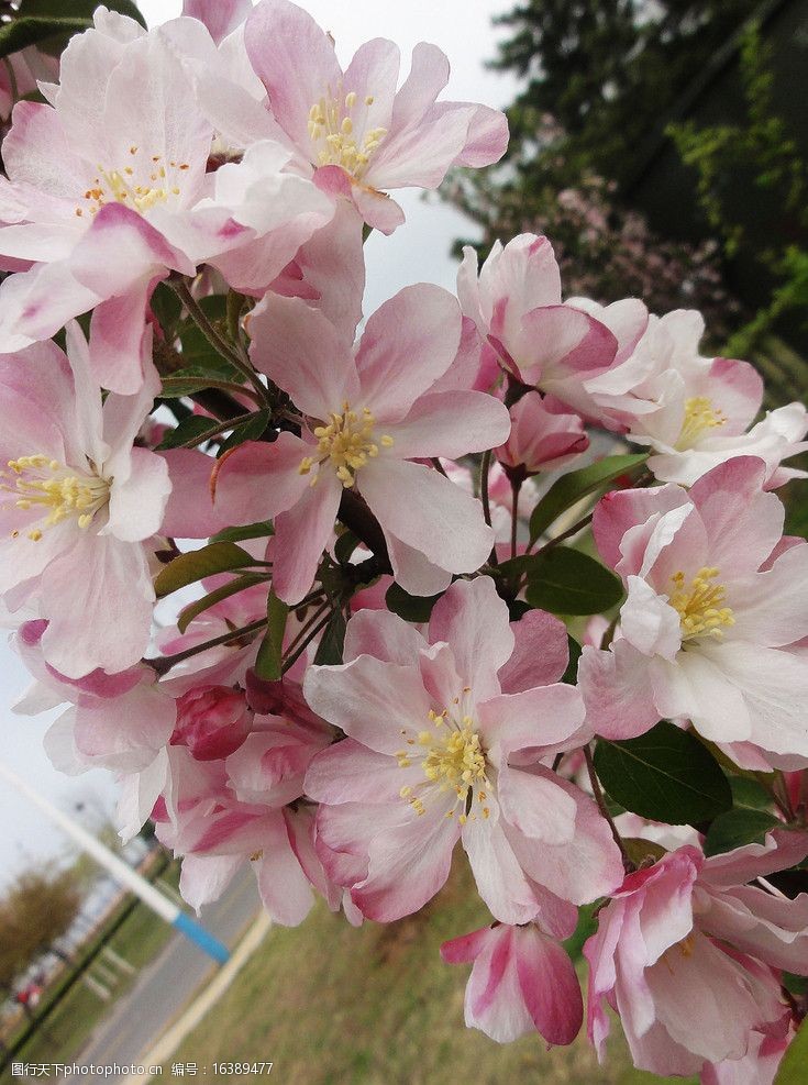 關鍵詞:海棠花 粉紅花 花芯 綠葉 枝條 花草 生物世界 攝影 72dpi jpg