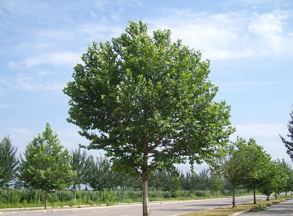 关键词:路边小树 田间公路 公路 蓝天 绿化 树木 小树 树木树叶 生物