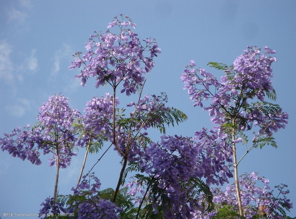 蓝花楹图片