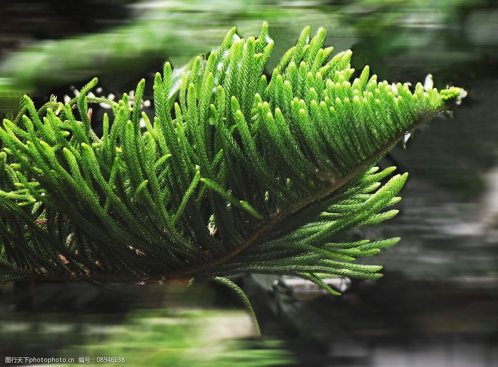 关键词:干渴中倔强的绿 绿色 针叶松 青翠欲滴 树木树叶 生物世界