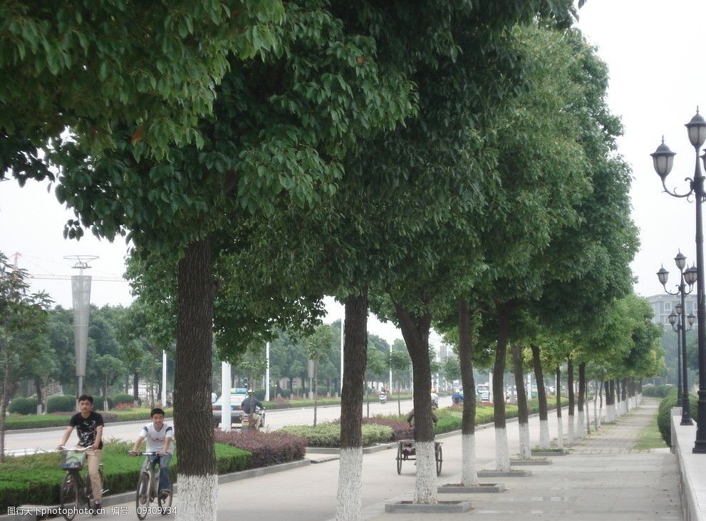 关键词:我们的城市 城市的路 路灯 行道树 绿树 树木树叶 生物世界