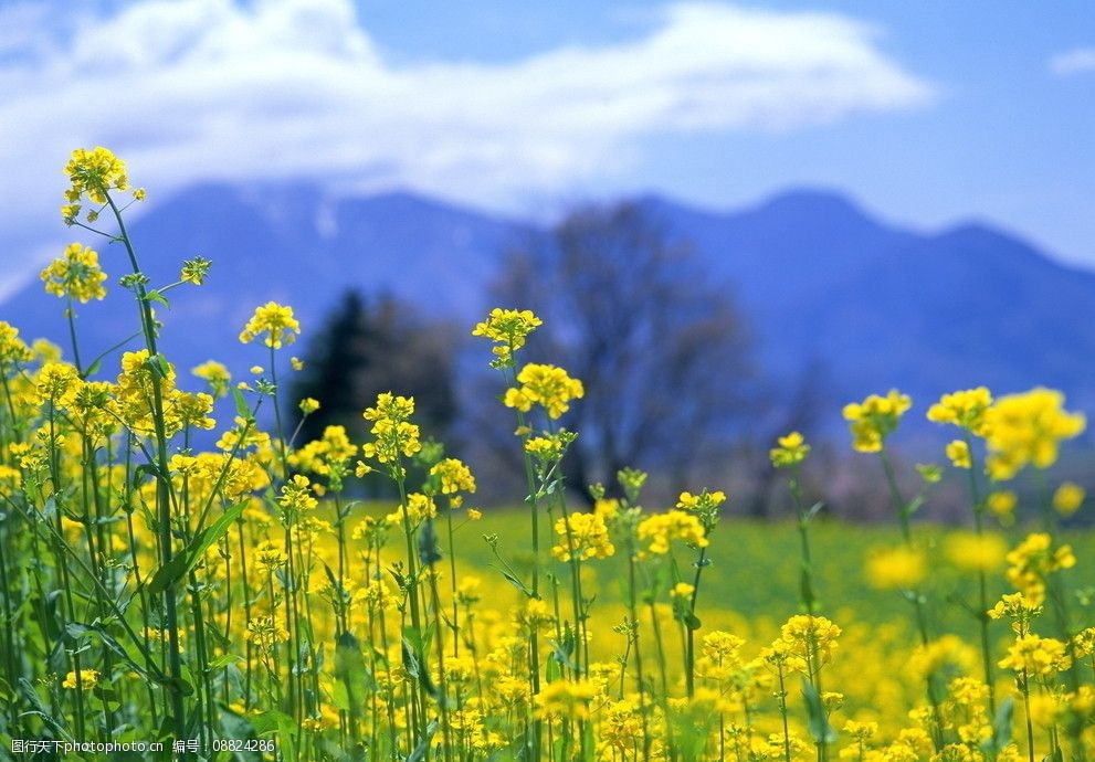 油菜花圖片