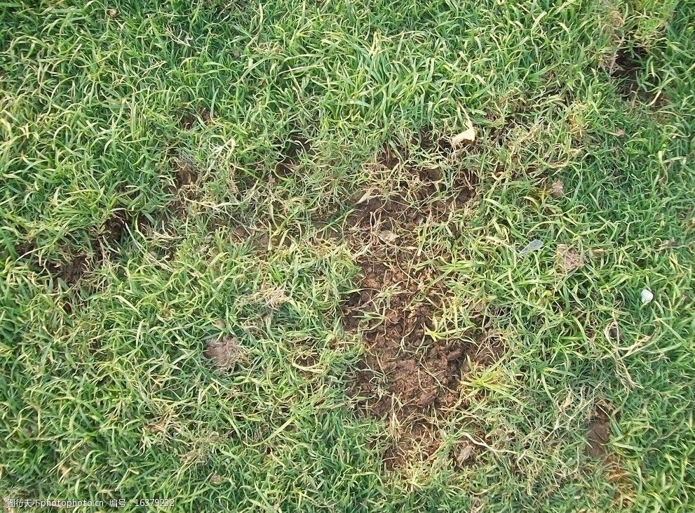 地面杂草摄影素材资料图片