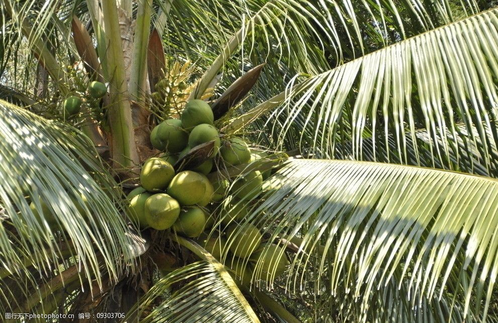 椰子树的种类图片
