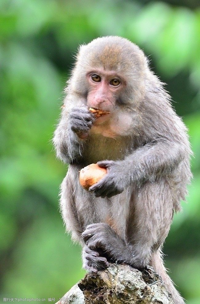 野生弥猴吃水果图片