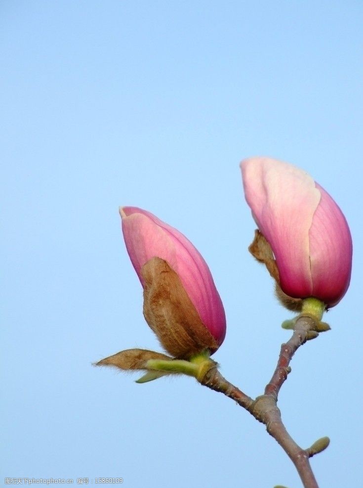 玉兰花的花蕾的样子图片