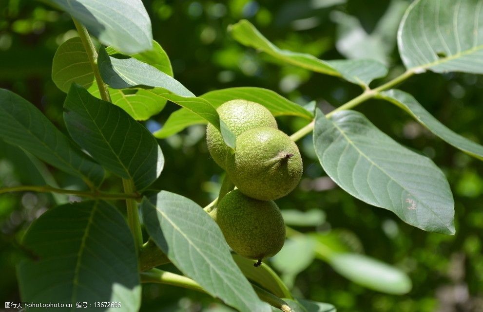 未成熟的核桃图片