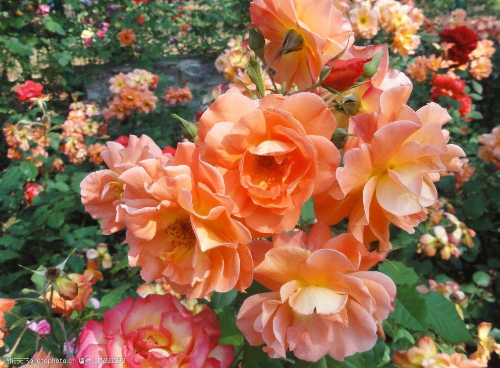 关键词:月季花 橘红花 花芯 绿叶 花草 生物世界 摄影 72dpi jpg