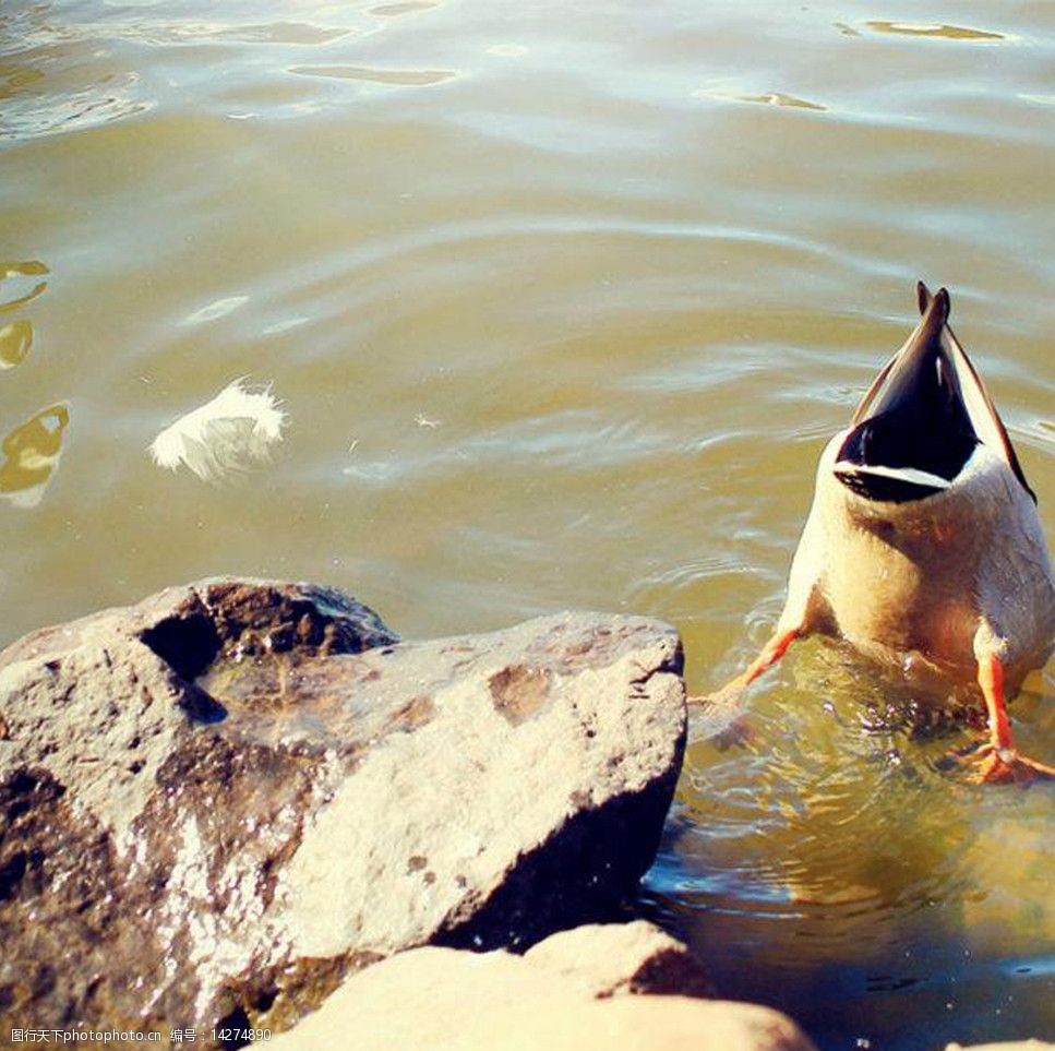 水鸭喝水奇相图片