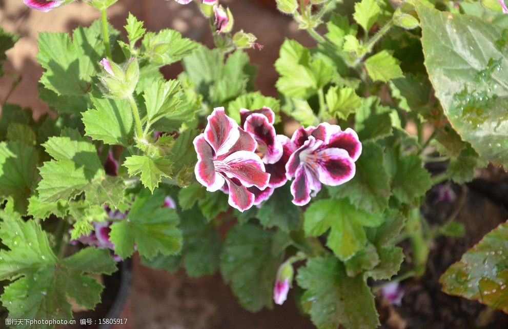 关键词:天竺葵 花卉 洋绣球 石腊红 伞形花序 腋生 红色 白边 花卉