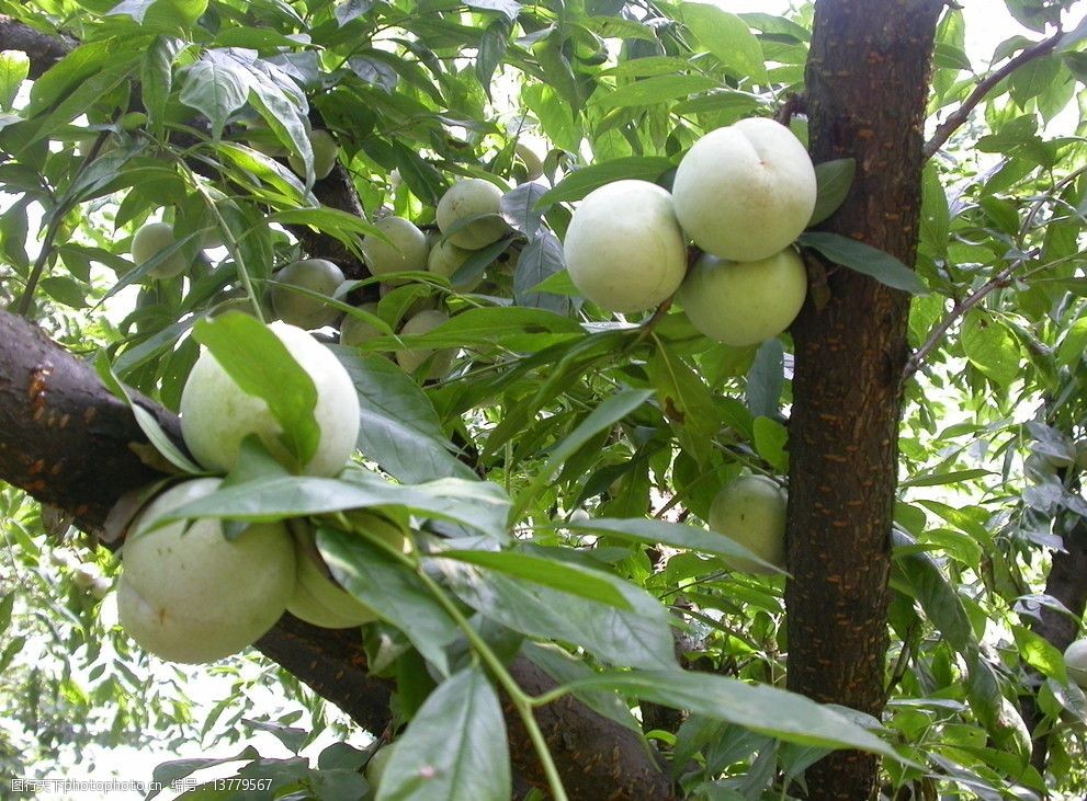 芙蓉李树上果实图片
