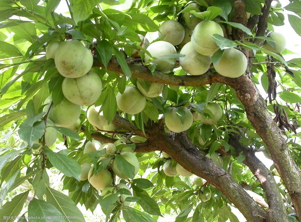 芙蓉李树上果实图片