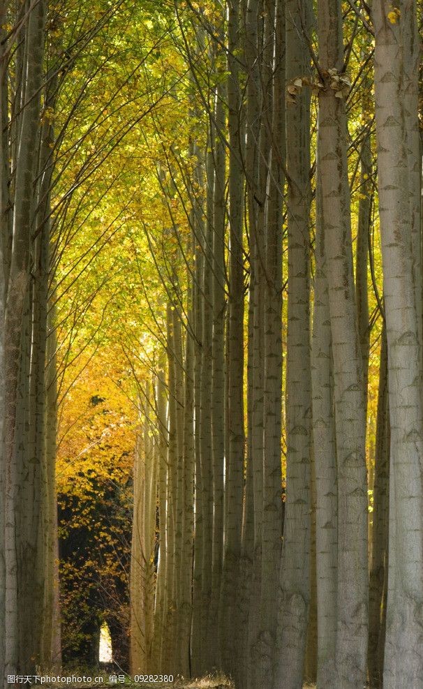 关键词:白桦树 杨树 树林 黄叶 秋天风景 自然景观 树木树叶 生物世界