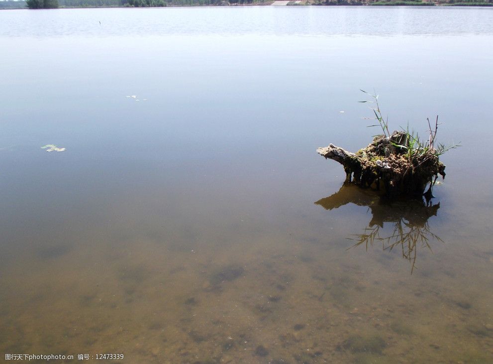 水中树桩(非高清)图片