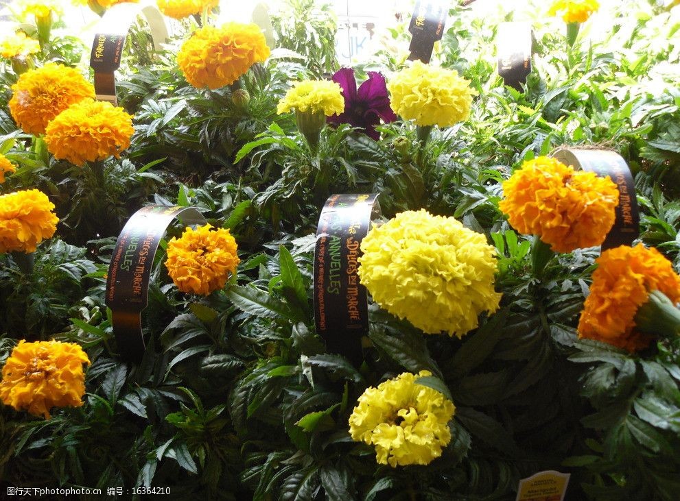 关键词:黄橙色万寿菊 黄色 橙色 万寿菊 花园 花卉 花朵 花草 生物