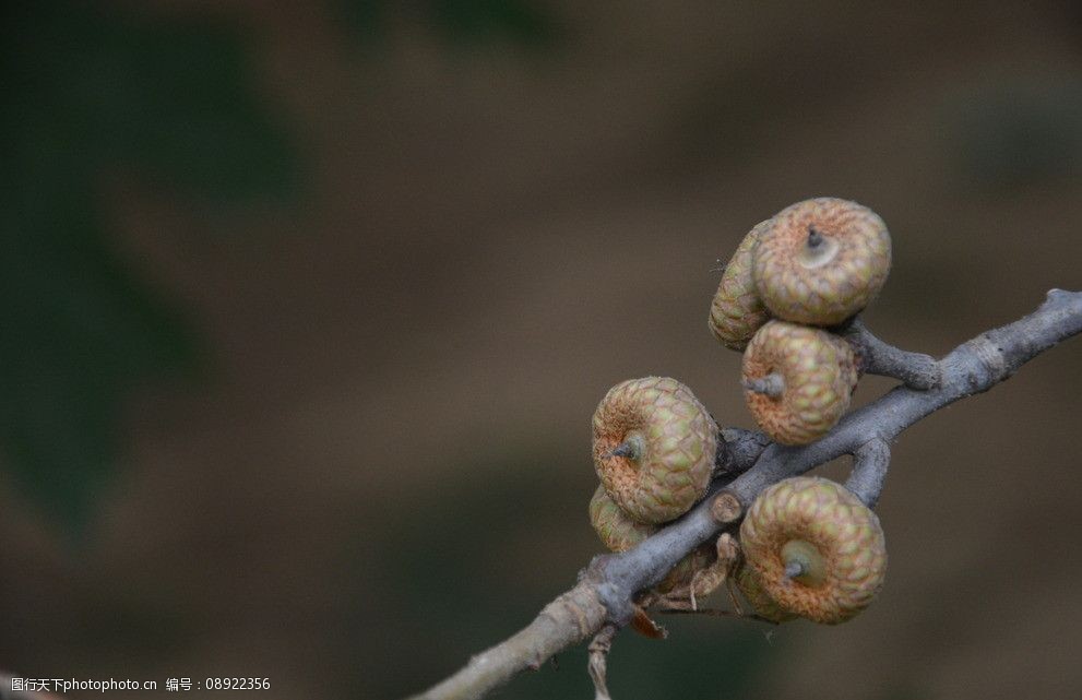 美國紅櫟樹果圖片